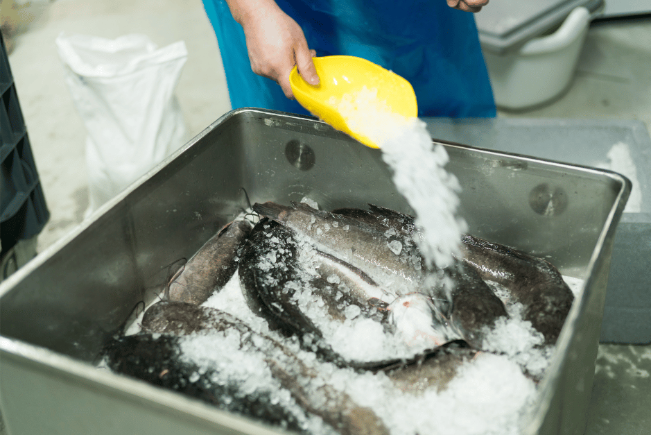 seafood production